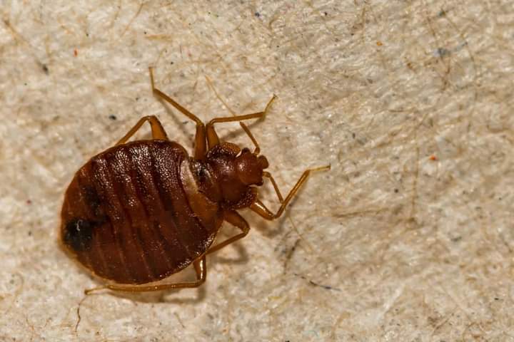 Bed Bug Bite Treatment: How to Stop the Itch Now